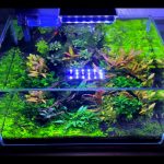 10 Poissons - 20 Litres    Femelle - Garde d'animaux à domicile