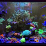 5 Poissons - 300 Litres    Femelle - Garde d'animaux à domicile