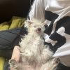 Images de profil de elise - Blooming Pets - Petsitting et garde d'animaux à domicile