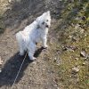 Images de profil de elise - Blooming Pets - Petsitting et garde d'animaux à domicile
