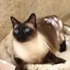 Images de profil de Manon - Blooming Pets - Petsitting et garde d'animaux Ă domicile
