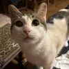 Images de profil de Manon - Blooming Pets - Petsitting et garde d'animaux Ă domicile