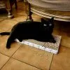 Images de profil de Manon - Blooming Pets - Petsitting et garde d'animaux Ă domicile