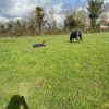 Images de profil de Celine - Blooming Pets - Petsitting et garde d'animaux à domicile