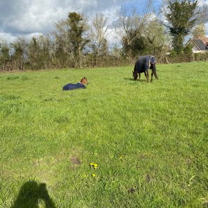 Images de profil de Celine - Blooming Pets - Petsitting et garde d'animaux Ă domicile