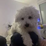 Tobby   Bichon à poil frisé Mâle - Garde d'animaux à domicile