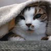 Images de profil de Lea - Blooming Pets - Petsitting et garde d'animaux à domicile