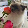 Images de profil de Pauline - Blooming Pets - Petsitting et garde d'animaux à domicile