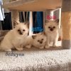 Images de profil de Pauline - Blooming Pets - Petsitting et garde d'animaux à domicile