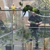 Images de profil de Pauline - Blooming Pets - Petsitting et garde d'animaux à domicile