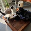 Images de profil de Pauline - Blooming Pets - Petsitting et garde d'animaux à domicile