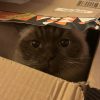 Images de profil de Lena - Blooming Pets - Petsitting et garde d'animaux à domicile