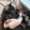 Images de profil de Alicia - Blooming Pets - Petsitting et garde d'animaux à domicile
