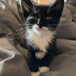 Sirius   Chat de gouttière (Commun) Mâle stérilisé - Garde d'animaux à domicile