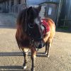 Images de profil de elsa - Blooming Pets - Petsitting et garde d'animaux à domicile