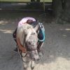 Images de profil de elsa - Blooming Pets - Petsitting et garde d'animaux à domicile