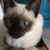 Images de profil de elsa - Blooming Pets - Petsitting et garde d'animaux à domicile