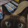 Images de profil de elsa - Blooming Pets - Petsitting et garde d'animaux à domicile