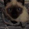 Images de profil de elsa - Blooming Pets - Petsitting et garde d'animaux à domicile