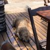 Images de profil de Tracy - Blooming Pets - Petsitting et garde d'animaux à domicile