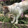 Images de profil de Tracy - Blooming Pets - Petsitting et garde d'animaux à domicile