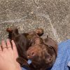 Images de profil de marianne - Blooming Pets - Petsitting et garde d'animaux à domicile