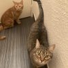 Images de profil de marianne - Blooming Pets - Petsitting et garde d'animaux à domicile