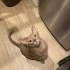 Images de profil de marianne - Blooming Pets - Petsitting et garde d'animaux à domicile