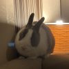 Images de profil de marianne - Blooming Pets - Petsitting et garde d'animaux à domicile