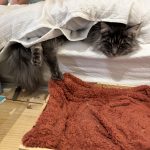 Nokk   Maine Coon Mâle - Garde d'animaux à domicile