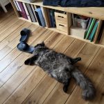 Smock   Maine Coon Mâle - Garde d'animaux à domicile