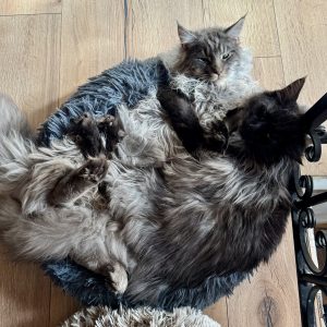 Images de profil de Hélène - Blooming Pets - Petsitting et garde d'animaux à domicile