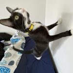 Gigi   Chat de gouttière (Commun) Femelle - Garde d'animaux à domicile