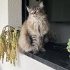 Images de profil de Yannick - Blooming Pets - Petsitting et garde d'animaux à domicile