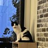 Images de profil de Yannick - Blooming Pets - Petsitting et garde d'animaux à domicile