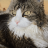 Images de profil de Yannick - Blooming Pets - Petsitting et garde d'animaux à domicile