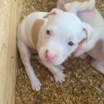 King   Pitbull Terrier Mâle - Garde d'animaux à domicile