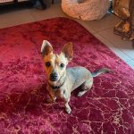 Canelle   Pinscher Nain Femelle - Garde d'animaux à domicile