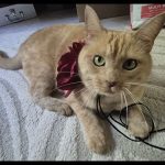 Twix Twix European Shorthair (Européen) Femelle - Garde d'animaux à domicile