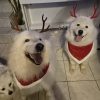 Images de profil de Jannaly - Blooming Pets - Petsitting et garde d'animaux à domicile