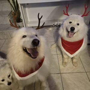 Images de profil de Jannaly - Blooming Pets - Petsitting et garde d'animaux à domicile