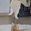 Images de profil de Jannaly - Blooming Pets - Petsitting et garde d'animaux à domicile