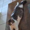Images de profil de Jannaly - Blooming Pets - Petsitting et garde d'animaux à domicile