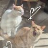 Images de profil de Jannaly - Blooming Pets - Petsitting et garde d'animaux à domicile