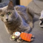 Queen   Chat de gouttière (Commun) Femelle - Garde d'animaux à domicile
