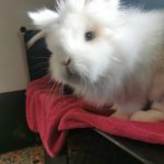 Loki   Nain Femelle - Garde d'animaux à domicile