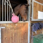 Franzy   Selle Français Hongre - Garde d'animaux à domicile
