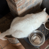 Images de profil de zoia - Blooming Pets - Petsitting et garde d'animaux à domicile