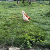 Images de profil de zoia - Blooming Pets - Petsitting et garde d'animaux à domicile