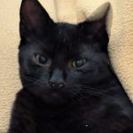 Ptit Poui   European Shorthair (Européen) Mâle - Garde d'animaux à domicile